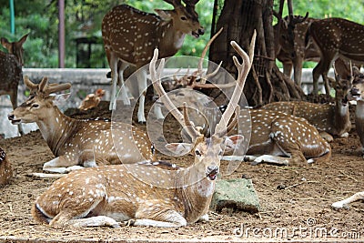 Axis deer Spotted deer Stock Photo